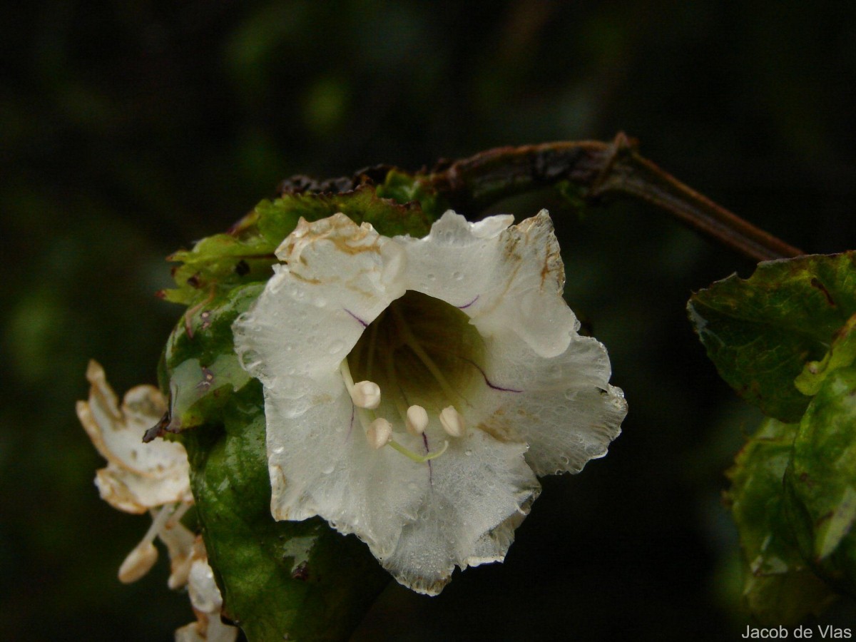 Strobilanthes hookeri Nees